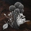 far-cry-primal-grünblatt far-cry-primal-grünblatt